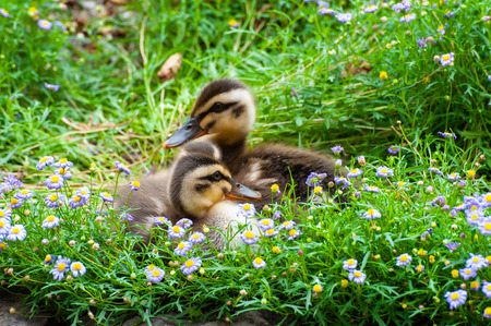 Two chicks resting in the flower fieldの写真素材