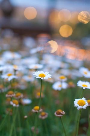 White flower field and sparkling illuminationの写真素材