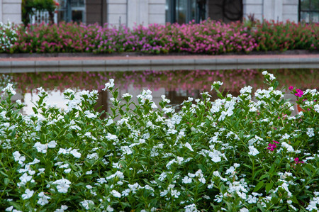 The front is a white flower field, the back is a pink flower fieldの写真素材