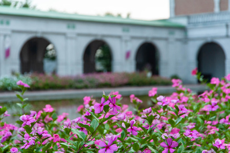 Pink lovely flowers at dawnの写真素材