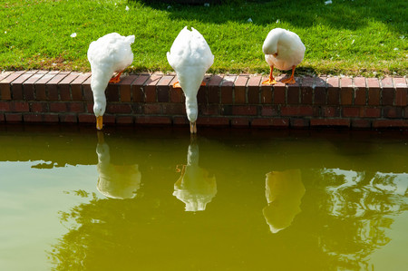 Three white ducks drinking waterの写真素材