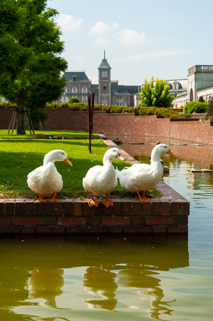 Early morning Western architecture and three white ducksの写真素材