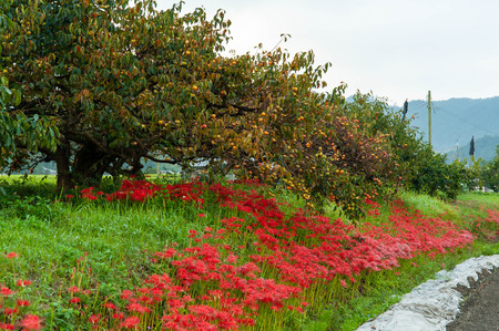Oak tree at harvest time and cluster amaryllis in full bloomの写真素材