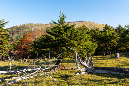 Trees taken at the sunny Odaigaharaの写真素材