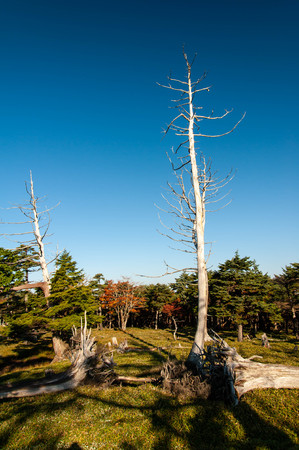 A blue sky and a white tree taken at the sunny Odaigaharaの写真素材
