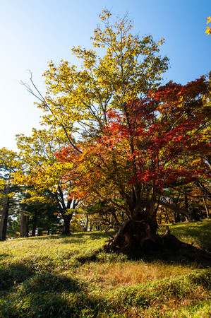 Autumn leaves and blue sky taken at Odaigahara on a clear dayの写真素材