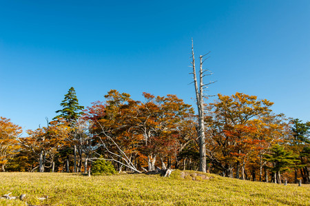Autumn leaves in the plains taken at the sunny Odaigaharaの写真素材