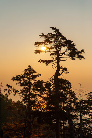A tree with a sense of presence and sunrise taken at Odaigaharaの写真素材
