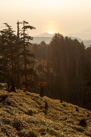 A forest that takes in the morning sun taken at Odaigaharaの写真素材
