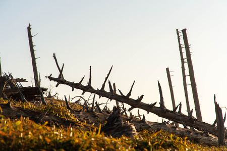 Fallen tree in the morning sun shot at Odaigaharaの写真素材