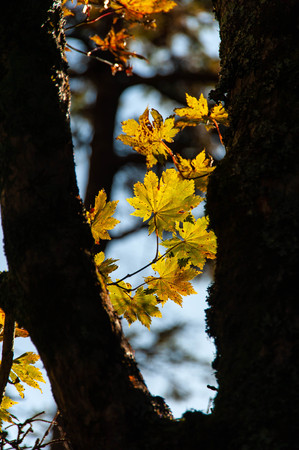 A yellow leaf that takes in the morning sun taken at Odaigaharaの写真素材