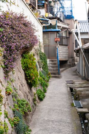 Flowers blooming on the wall of a walkway in a hilly townの写真素材