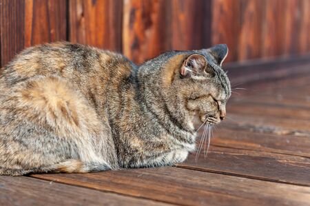 Cat sleeping comfortably on an old wooden floorの写真素材