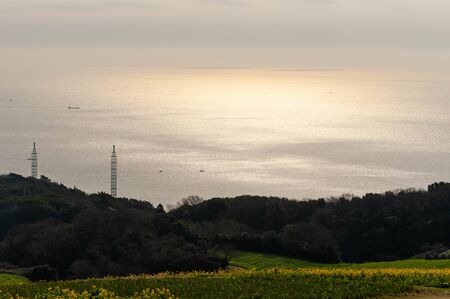 Large sea and rape blossoms shining in the morning sun