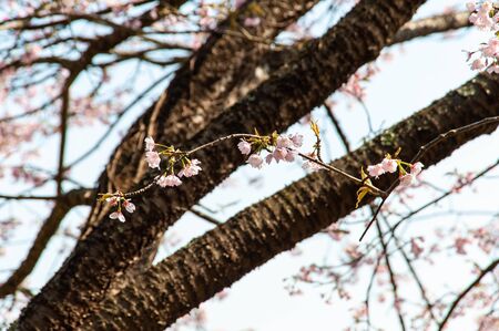 Branches and cherry blossoms extending diagonallyの写真素材