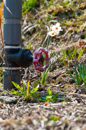 Water pipe cock coming out of the groundの写真素材