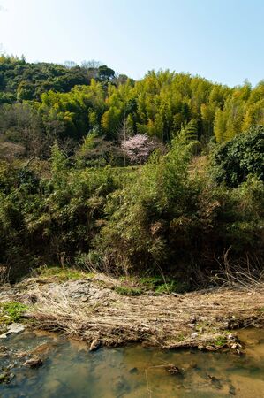 Clear stream and mountain cherry blossoms in mountain villageの写真素材