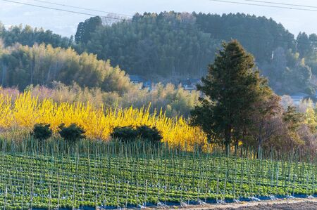 Rape blossoms in full bloom in the morning rural areaの写真素材