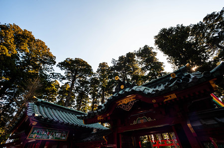 Shinto shrine where mysterious trees lined up