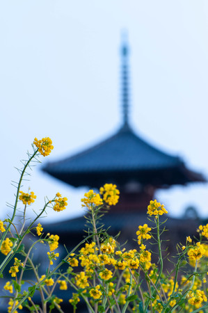 A temple in Nara in the morning and a rape field in full bloomのeditorial素材