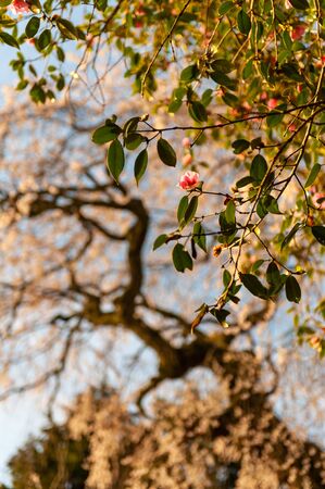 Cherry blossoms and red flowers in full bloom