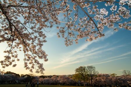 Cherry blossoms shine at sunsetの写真素材