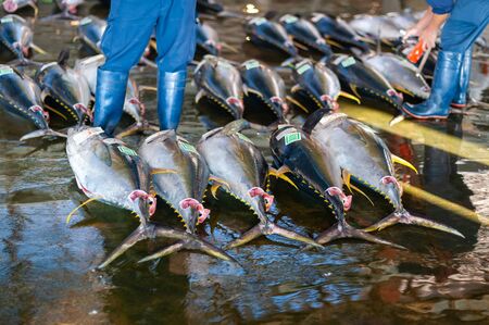 Tuna landed at Wakayama fishing port