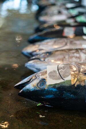 Tuna landed at Wakayama fishing port