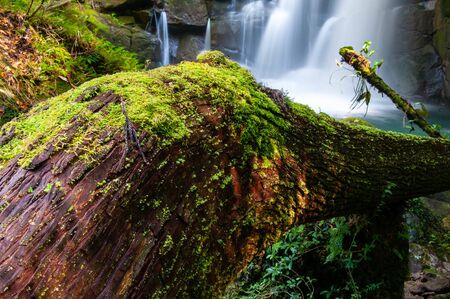 Flow of beautiful waterfall and fallen tree with mossの写真素材