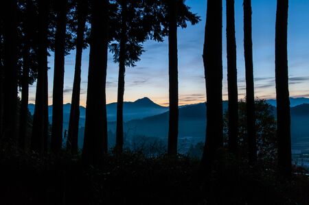 Scenery seen from many tree trunks