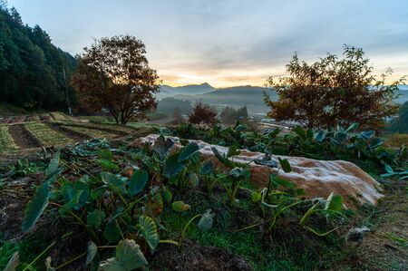 Rural field crops in the early morningの写真素材