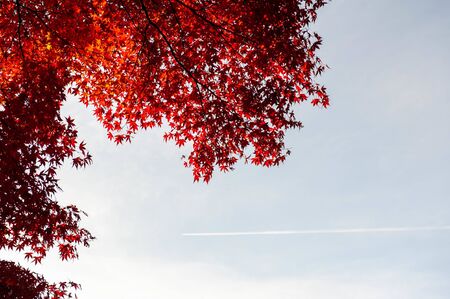 Crimson foliage and airplane clouds