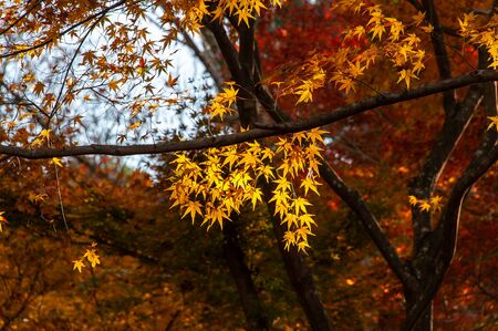 Autumn leaves shining in the sunshine