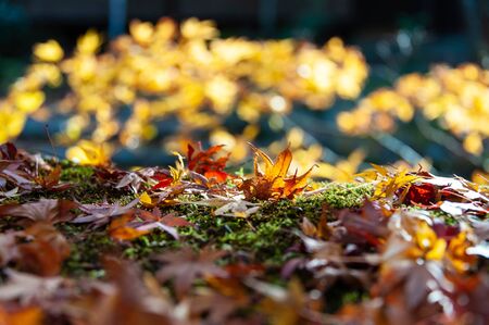 Autumn leaves falling on the ground of mossの写真素材