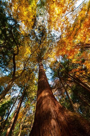 Autumn leaves surrounding a straight and thick trunk