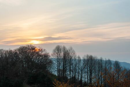 trees seen from Mt. Ikomaの写真素材