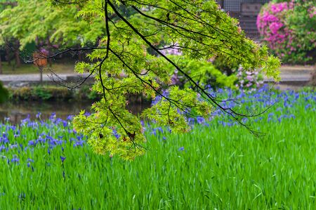 Sakura leaves and azaleas on the pondの写真素材