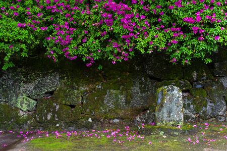 Cherry blossoms in full bloom on an old stone wallの写真素材