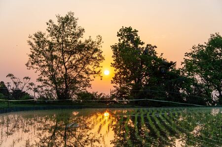 Trees reflected in and paddy fieldの写真素材