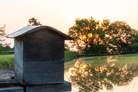 Trees reflected in the hut and paddy fieldの写真素材