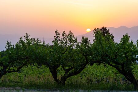 The rising sun over the Nara vineyardの写真素材