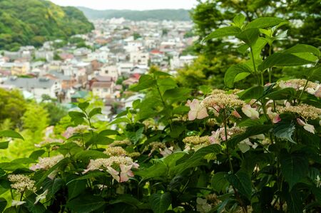 Hydrangea blooming on the hill seen from the city