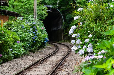 Curved track, tunnel and hydrangeaの写真素材