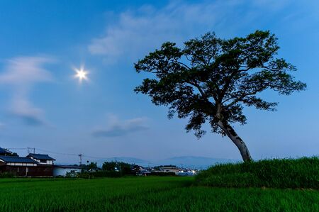Full moon moonlight and trees with interesting shapesの写真素材
