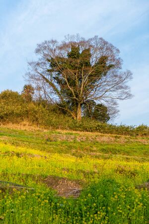 Trees on the hill where rape blossoms bloomの写真素材