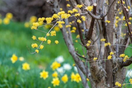 Yellow small flower and narcissus flowerの写真素材
