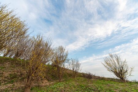 Small yellow flower blooming on the slope with blue sky and cloudsの写真素材