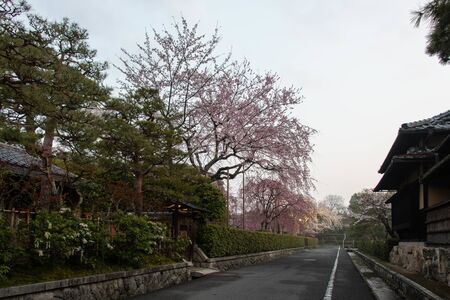 Early morning town, with big cherry blossoms blooming along the roadの写真素材