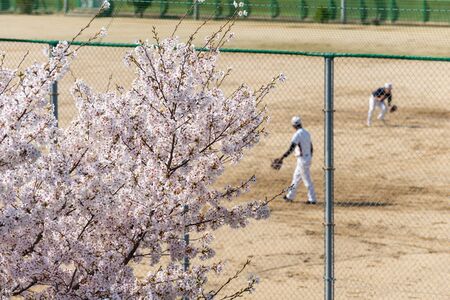 Cherry blossoms and baseball boy and groundの写真素材