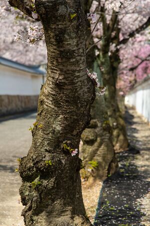 A row of cherry blossoms along the road in full bloomの写真素材